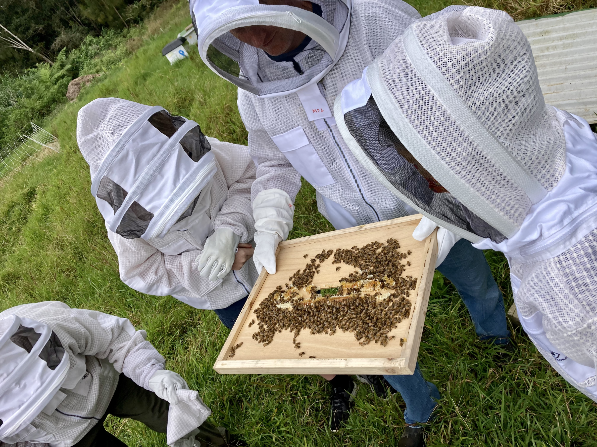 III. Finding the Right Beekeeping Workshop